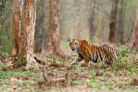 Manas National Park Tour